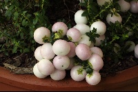 Gaultheria hybrid 'Pearls'
